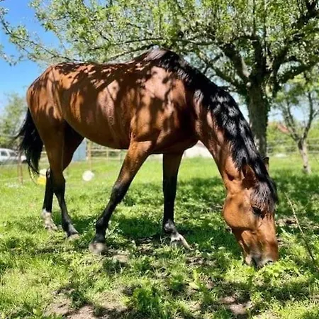 Ferienhaus La Roche Paisible Saint-Julien-de-Coppel